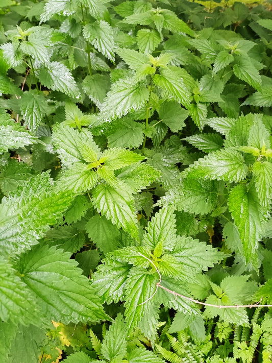 3000 Samen Große Brennnessel Urtica dioica