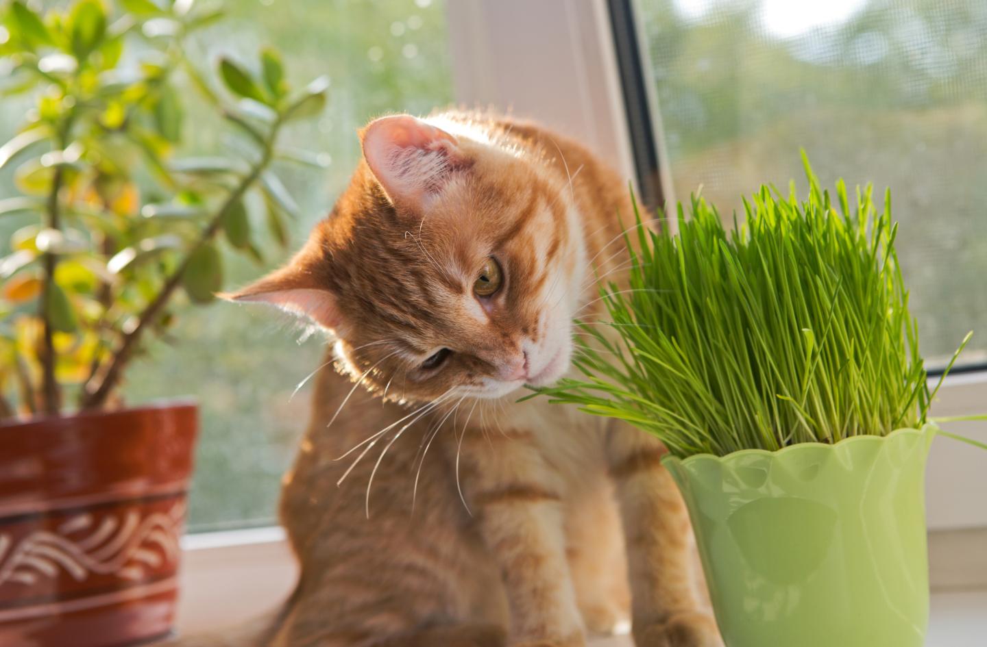 Katzengras Samen - 200 Gramm für 80 Töpfe frisches Katzengras